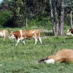 f000811bb309b2497e99